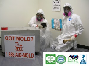 mold redediation