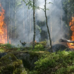Disaster Restoration & Mitigation Profile: Wildfires