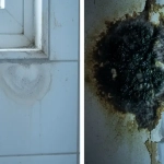 Mold vs. Mildew: Identifying the Damp Problems in the Pacific Northwest