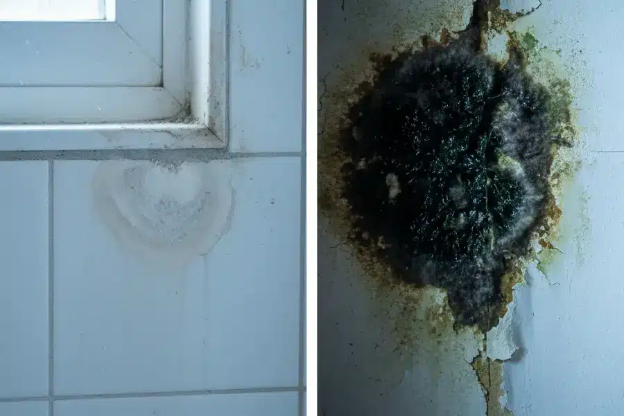 Mold vs. Mildew: Identifying the Damp Problems in the Pacific Northwest